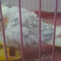 عروس هلندی|پرنده|سنندج, |دیوار