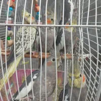 طوطی عروس هلندی|پرنده|رشت, فلسطین|دیوار