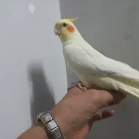 عروس هلندی|پرنده|آشخانه, |دیوار