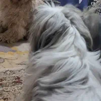 واگذاری سگ اوارتمانی