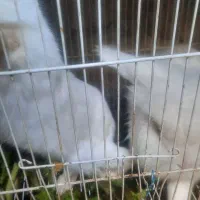 ۲عددخرگوش|موش و خرگوش|مشهد, نظام دوست|دیوار