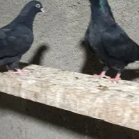 جوجه زاغ هندی وطوقی|پرنده|بندر ماهشهر, |دیوار