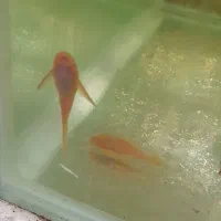 ماهی  زبرا گوپی کت|ماهی|مشهد, کاظم آباد|دیوار