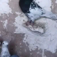 پرنده|پرنده|درمیان, |دیوار