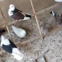 کفترنروماده فروشی