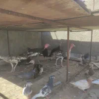 بوقلمون|حیوانات مزرعه|اهواز, سیصد دستگاه|دیوار