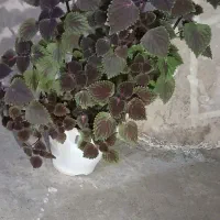 گله بزرگ|گل و گیاه طبیعی|مسجد سلیمان, |دیوار