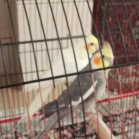 یک جفت عروس هلندی