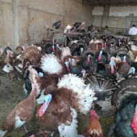 تخم نطفه دار بوقلمون بوربون و برنز|حیوانات مزرعه|کرج, خرمدشت|دیوار