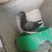 کبوتر|پرنده|شیراز, سیاه سنگ|دیوار