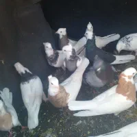 طوقی عروسک|پرنده|بم, |دیوار