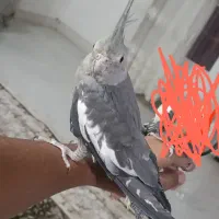 ماده|پرنده|بم, |دیوار
