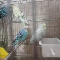 ۸ عدد مرغ عشق نر|پرنده|خمینی‌شهر, |دیوار