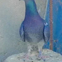 یک عدد ماده مسافتی چاپی|پرنده|سراوان, |دیوار