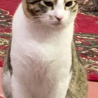 واکذاری گربه