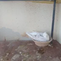 کفتر هما