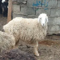 بره ماده داشتی بره قوچ شیشک میش بز