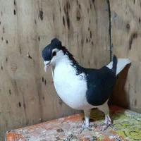 چادری|پرنده|تهران, بازار|دیوار