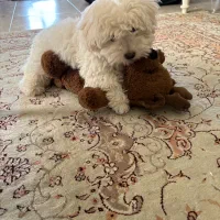 توله شید زو