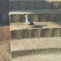 کبوتر پرشی|پرنده|رشت, چله خانه|دیوار