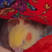 عروس هلندی لوتینو