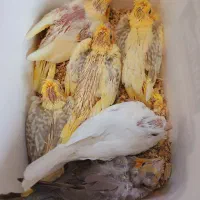 جوجه عروس هلندی سرلاکی