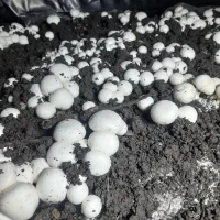 قارچ ارگانیک