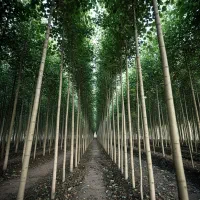 نهال سپیدار با کیفیت عالی و ارسال فوری