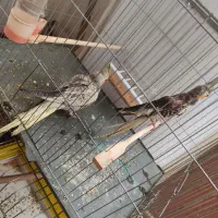 یک جفت عروس هلندی مولد