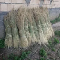 کلوش امسال
