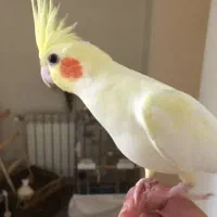 عروس هلندی گم شده