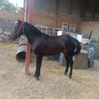 اسب نر|اسب و تجهیزات اسبسواری|بستان آباد, |دیوار