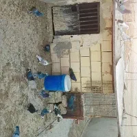 کبوتر
