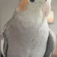 گمشده عروس هلندی|حیوانات|خواف, |دیوار