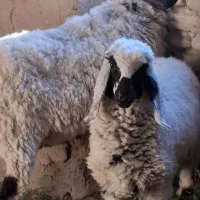 میش جری همراه بره ماده