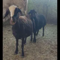 فروش سه عدد بره ماده