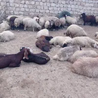 میش داشتی درجه یک