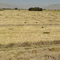 کاه الم(ارزن)