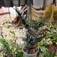 گل های آپارتمانی|گل و گیاه طبیعی|رشت, حومه رشت|دیوار