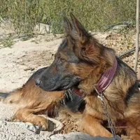 سگ ژرمن شپرد|سگ|بجنورد, |دیوار