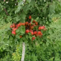 فروش نهال پاییزی در نهالستان