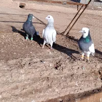 ۳ تا نر اوسا