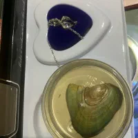 گردنبند مرواریدی داخل صدف|بدلیجات|فولادشهر, B1|دیوار