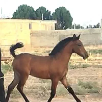 کره نریان دره شوری  کهر زانو سیاه