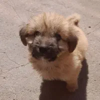 فروش سگ به علت کمبود جا