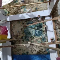 فنچ کینگ درشت