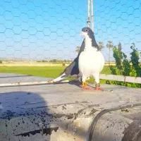 کفتر شهری و یال