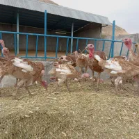 بوقلمون 7 ماهه