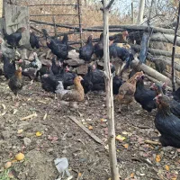 فروش حدود۵۵مرغ سالم وتخم گزار|حیوانات مزرعه|شهمیرزاد, |دیوار