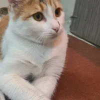 گربه واگذاری رایگان